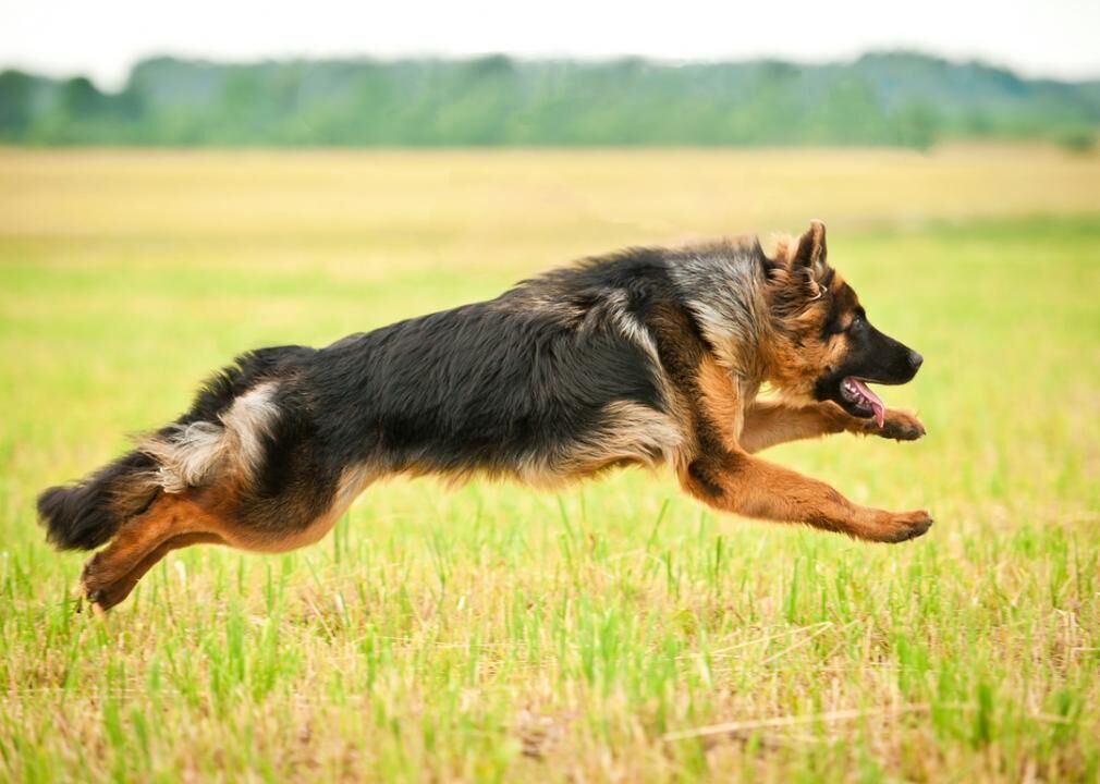 #6. German shepherd